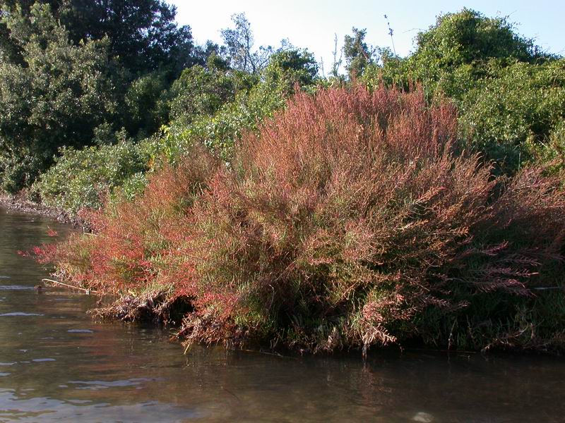 Stagno di Diana - Etang de Diana